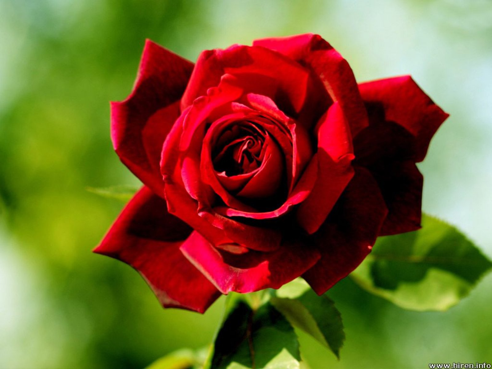 Red Rose Dark